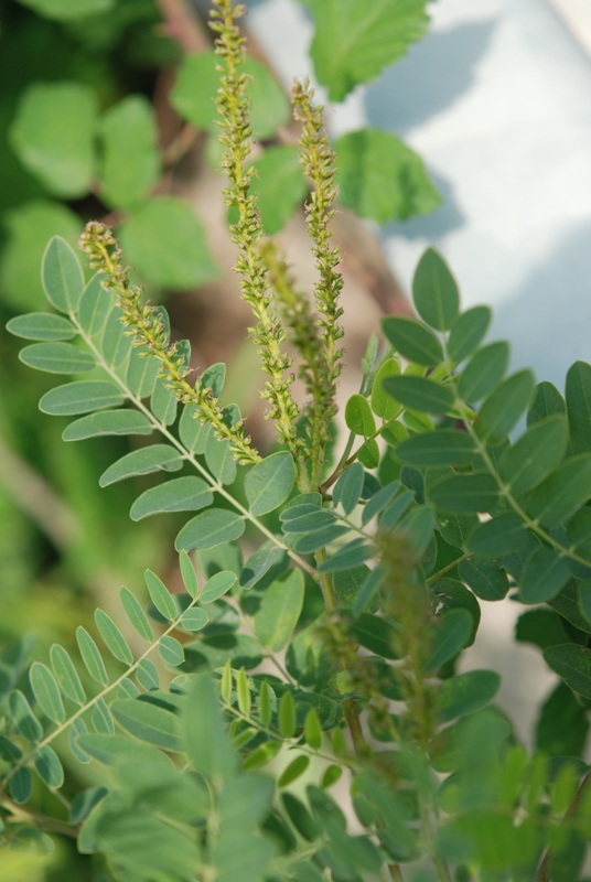 Amorpha fruticosa