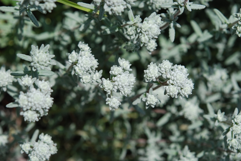 Teucrium capitatum