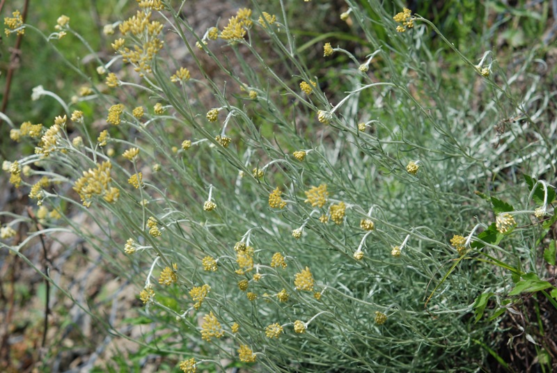 Helichrysum italicum  / Perpetuini d''Italia