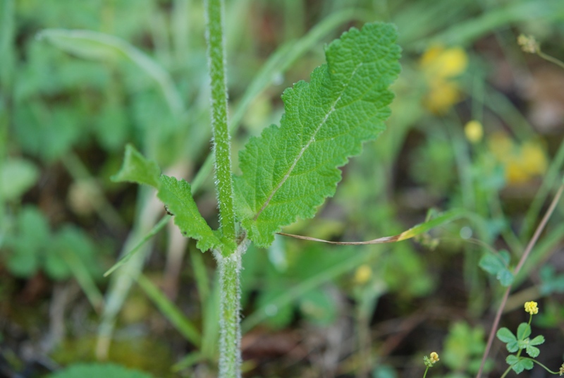 labiata? - Salvia pratensis