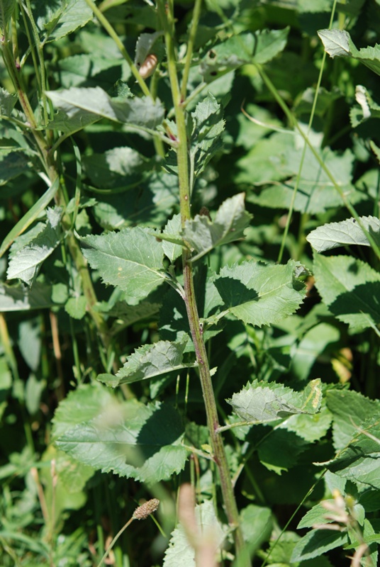 Jacobea alpina (=Senecio alpinus)