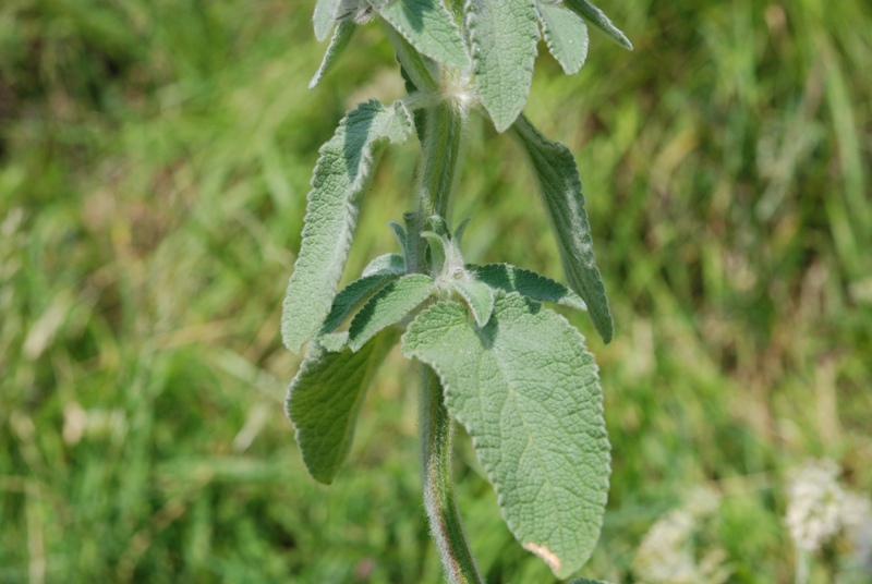 lamiacea - Stachys germanica sl.