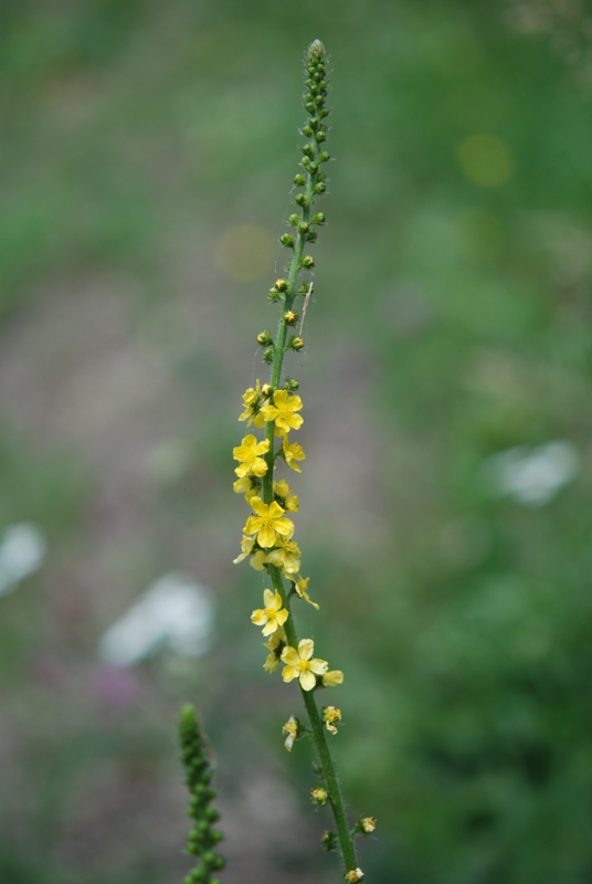 Agrimonia eupatoria / Agrimonia comune