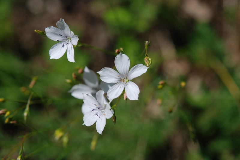 Linum tenuifolium