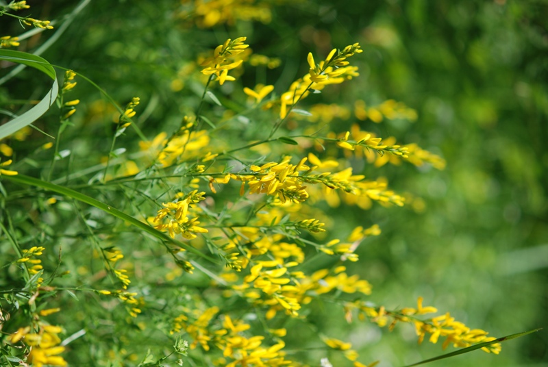 Genista tinctoria