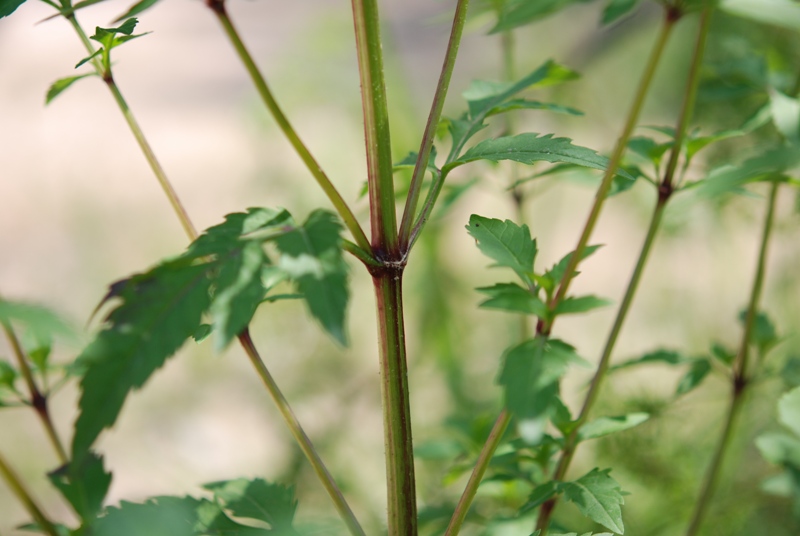 Bidens tripartita / Forbicina comune