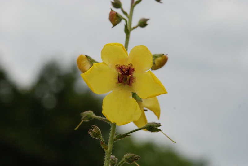 Verbascum blattaria