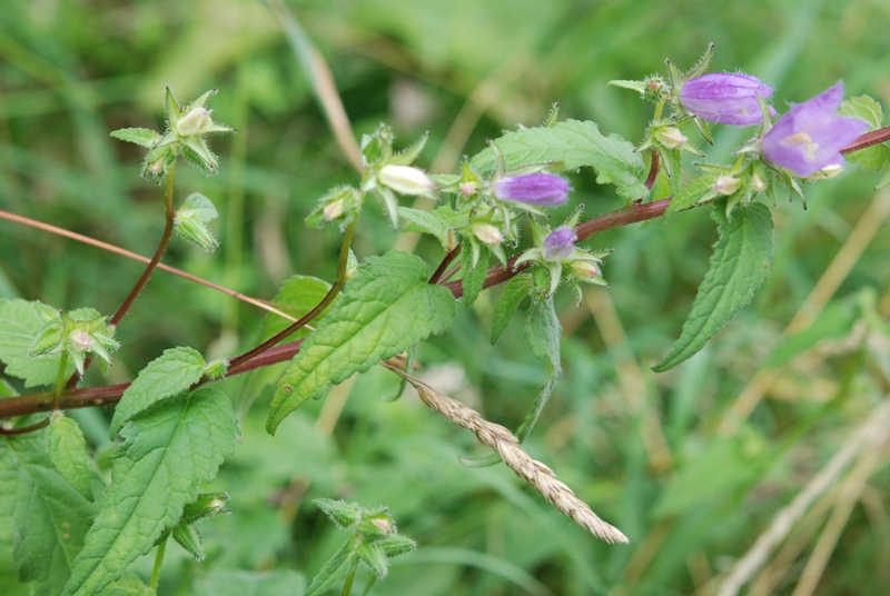 Campanula trachelium