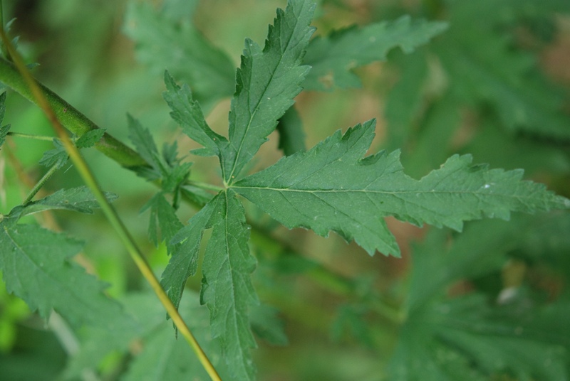 Althaea cannabina