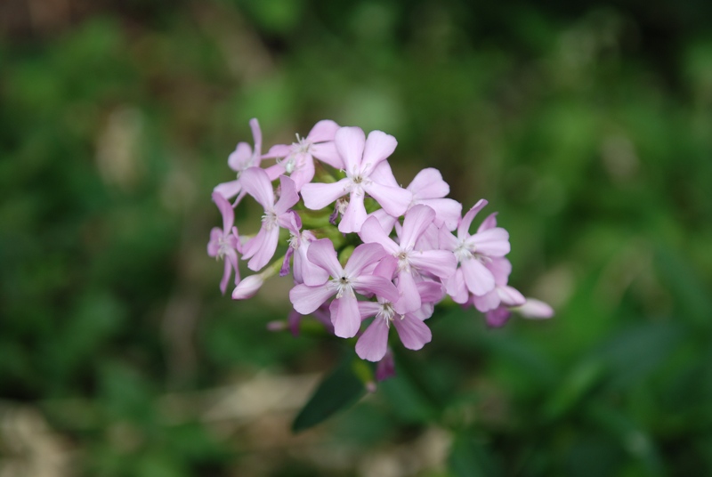 Saponaria officinalis