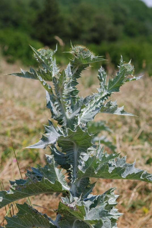 Onopordum acanthium /Onopordo tomentoso