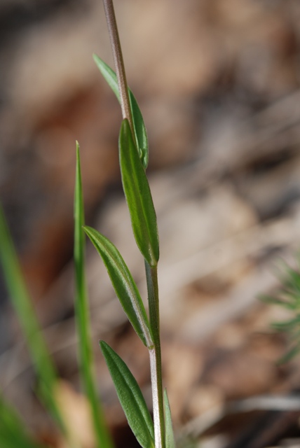 un aiuto - Polygala sp.