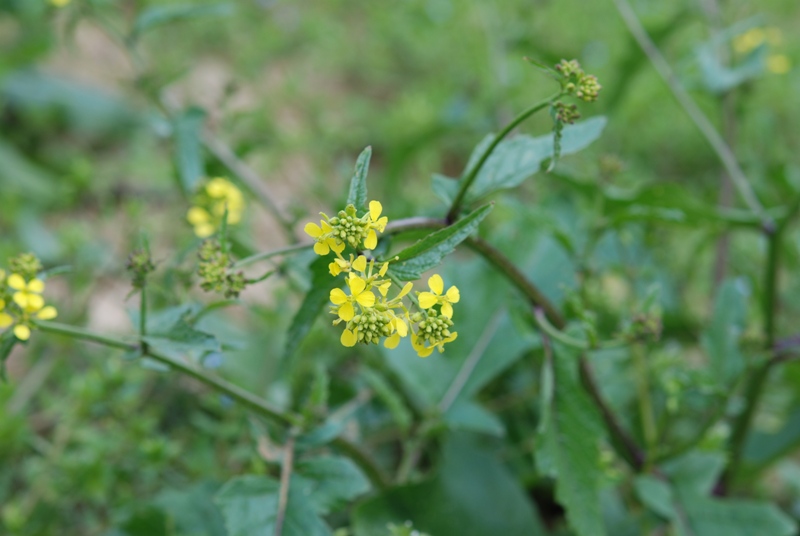 brassicacea - Sisymbrium sp.