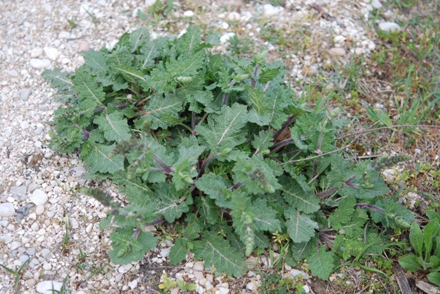 Salvia verbenaca