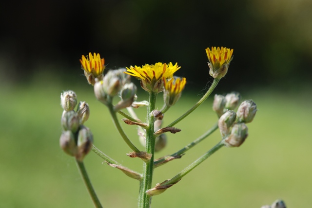 Crepis vesicaria L.