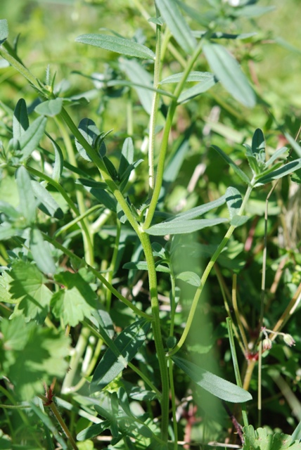 un aiuto - Buglossoides arvensis