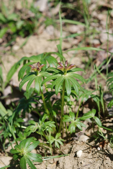 da determinare - Eranthis hyemalis