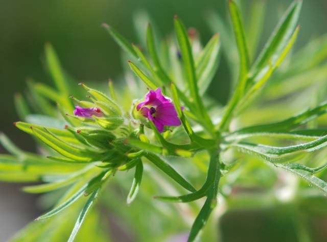 Geranium dissectum L.