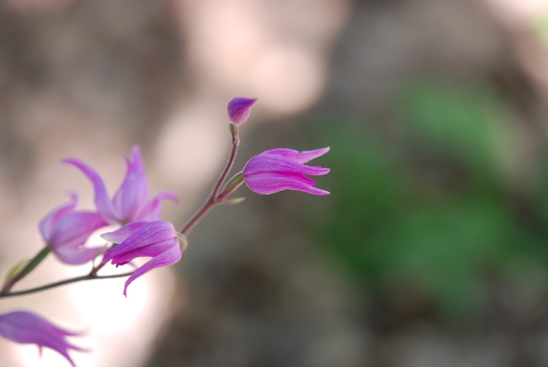 Cephalanthera rubra