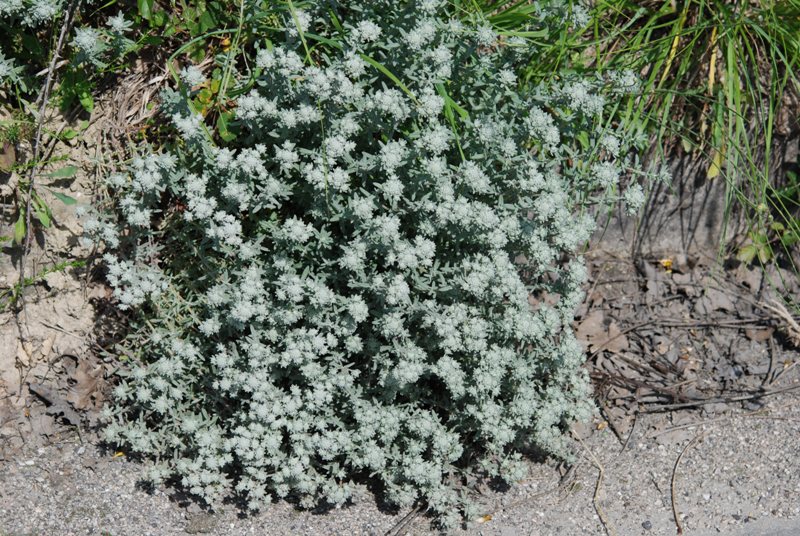 Teucrium capitatum