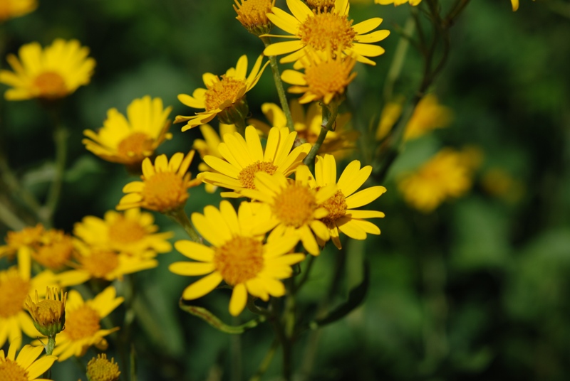 Jacobea alpina (=Senecio alpinus)