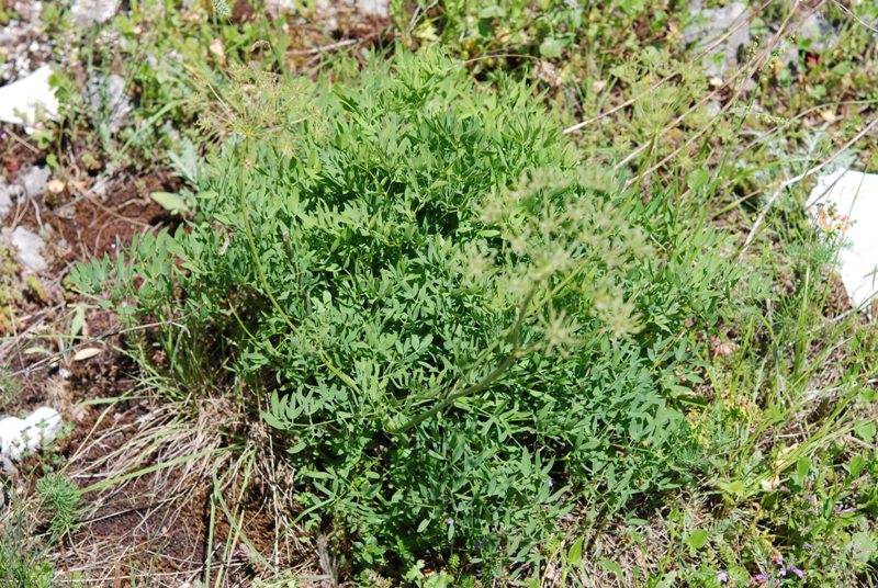 Siler montanum subsp. siculum / Laserpizio di Sicilia