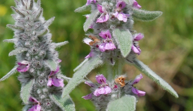 lamiacea - Stachys germanica sl.