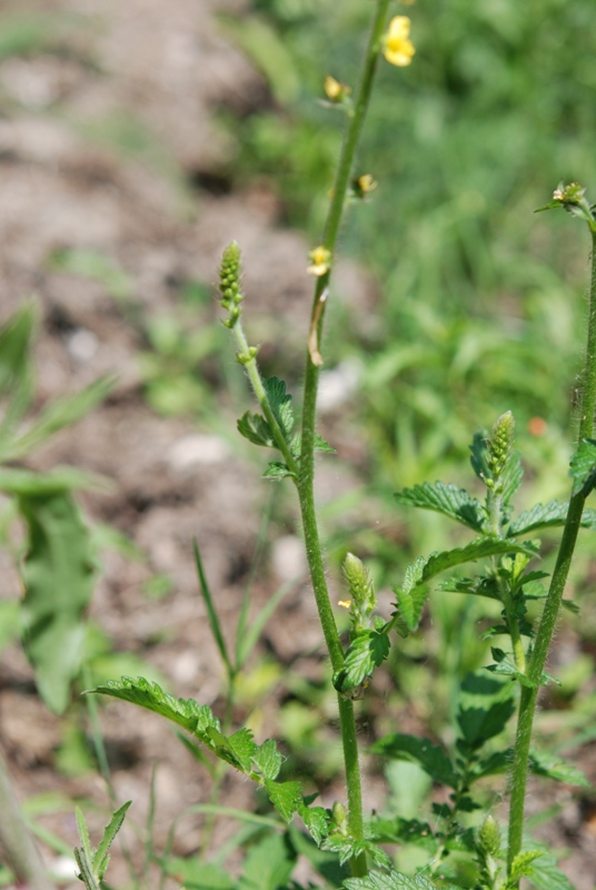 Agrimonia eupatoria / Agrimonia comune