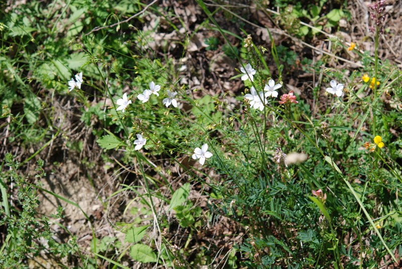 Linum tenuifolium