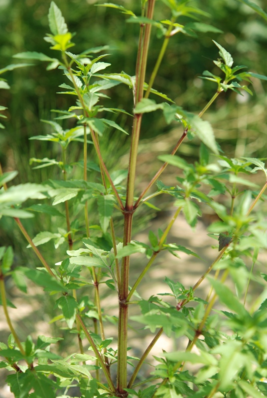 Bidens tripartita / Forbicina comune