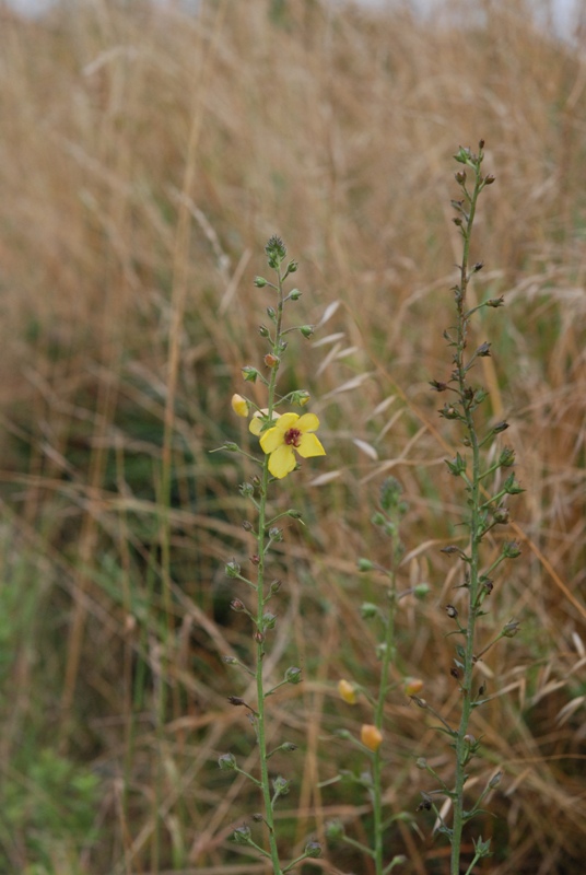 Verbascum blattaria