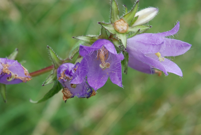 Campanula trachelium