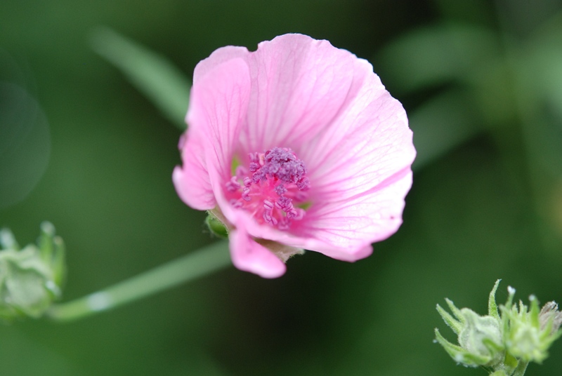 Althaea cannabina