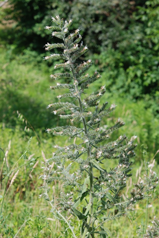 Echium italicum