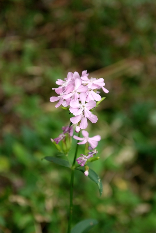 Saponaria officinalis