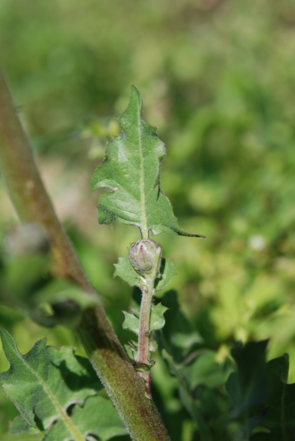 Crepis vesicaria L.