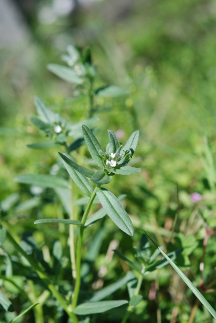 un aiuto - Buglossoides arvensis