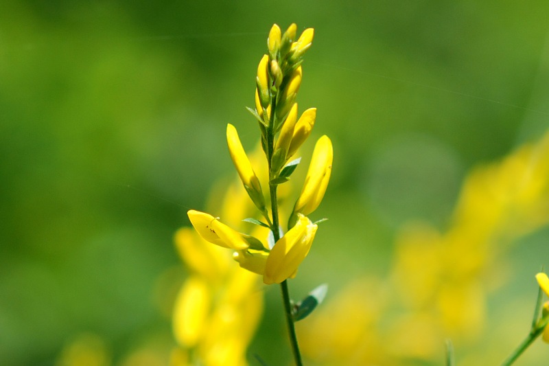 Genista tinctoria