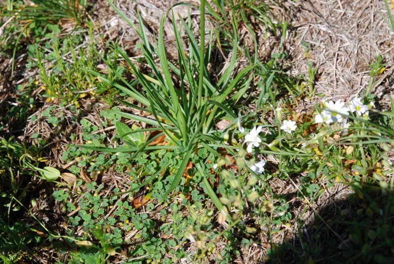 Armeria sp.