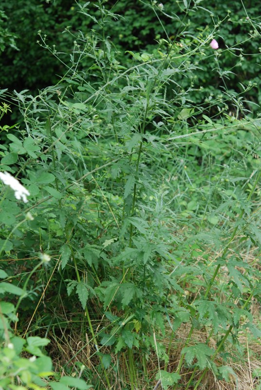 Althaea cannabina