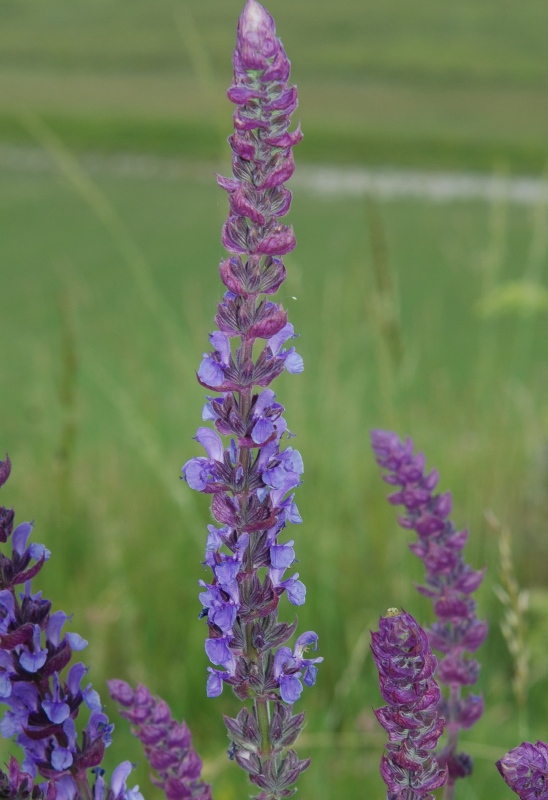 Salvia nemorosa