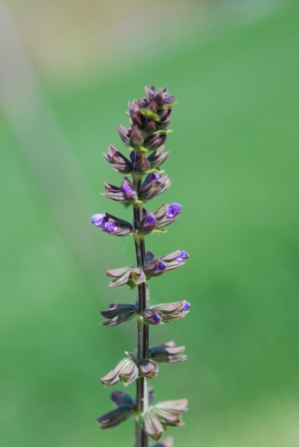 Salvia verbenaca