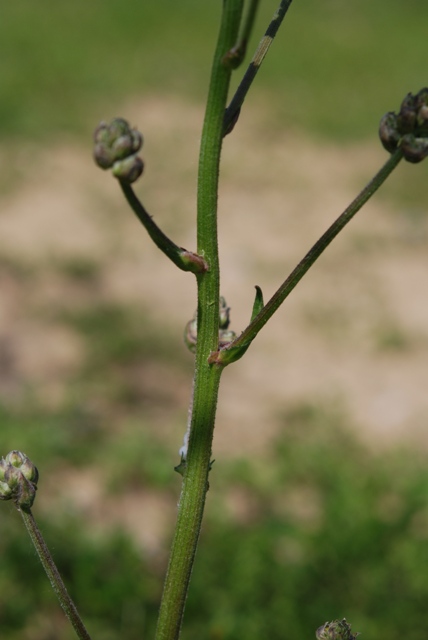 Crepis vesicaria L.