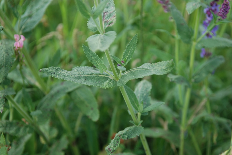 Salvia nemorosa