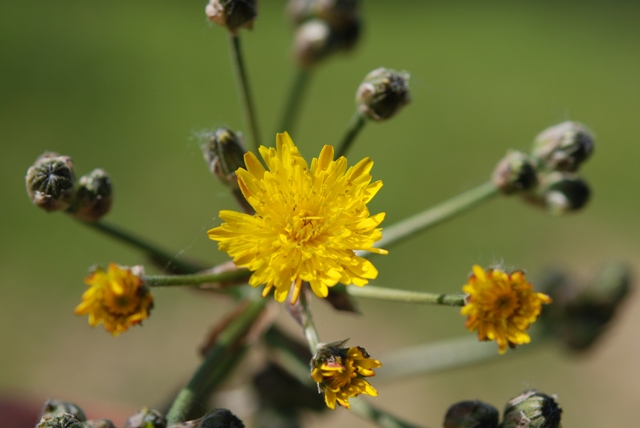 Crepis vesicaria L.