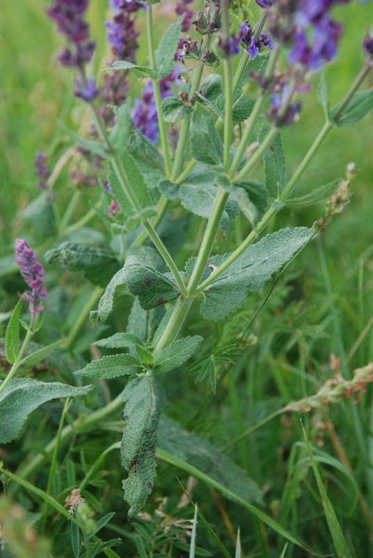 Salvia nemorosa