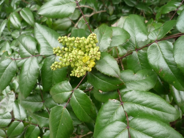 Mahonia aquifolium