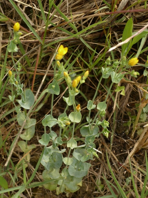 Blackstonia perfoliata