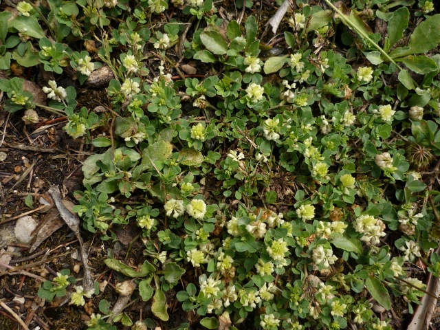 Trifolium campestre