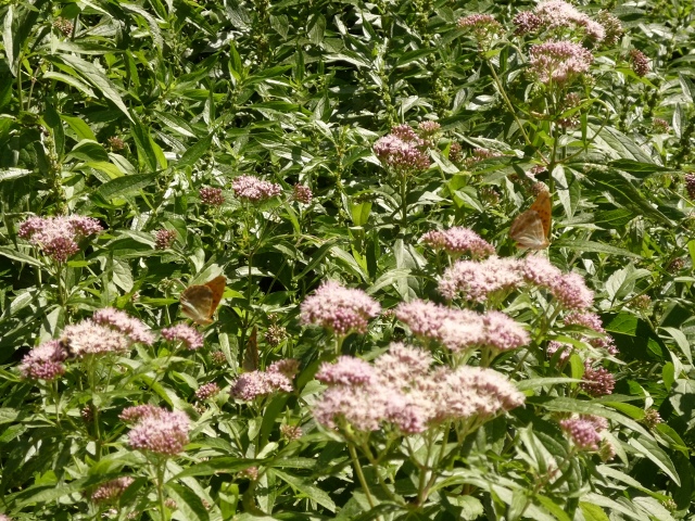 Eupatorium cannabinum